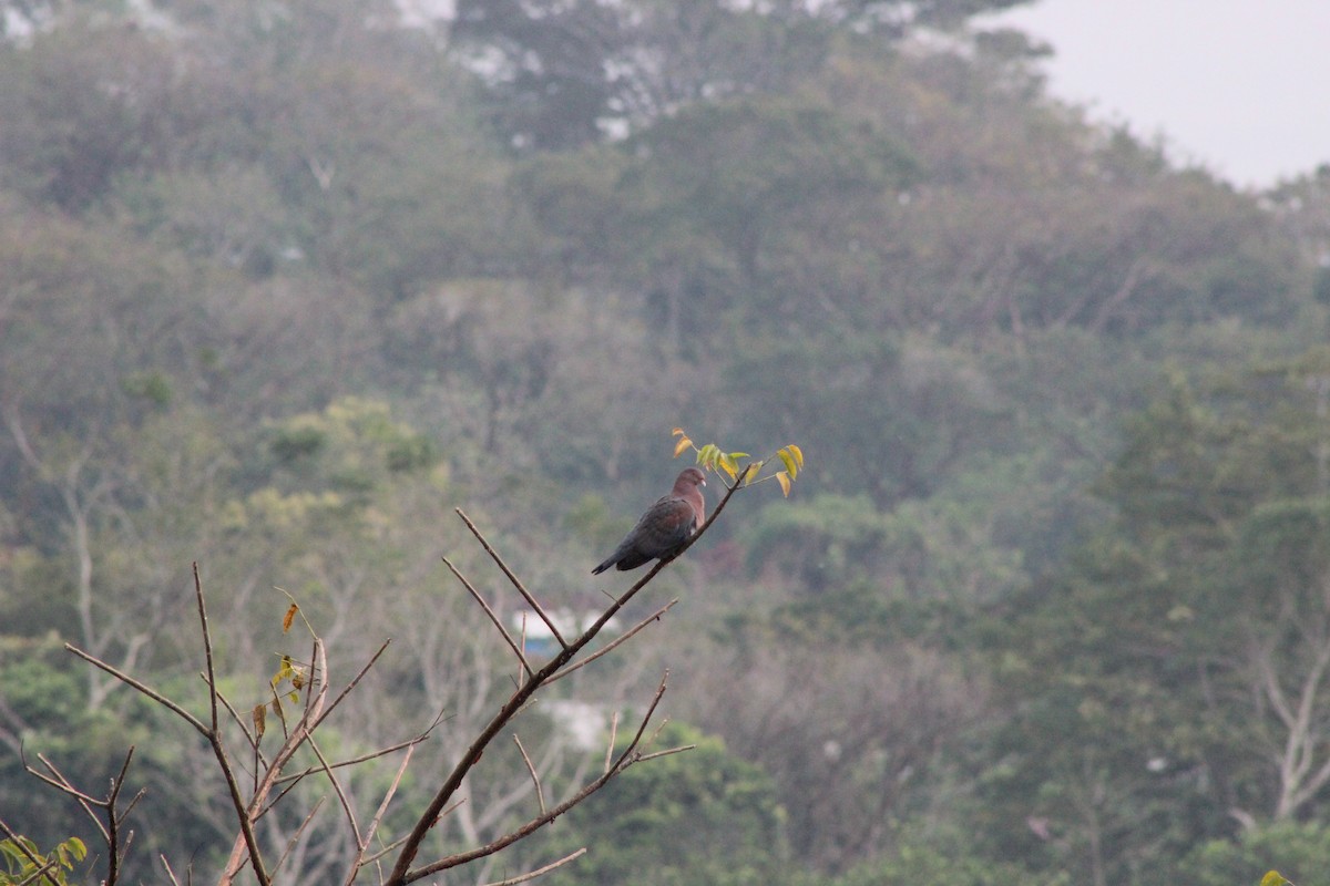 holub středoamerický - ML53443551