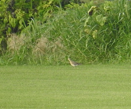 Upland Sandpiper - ML534435861
