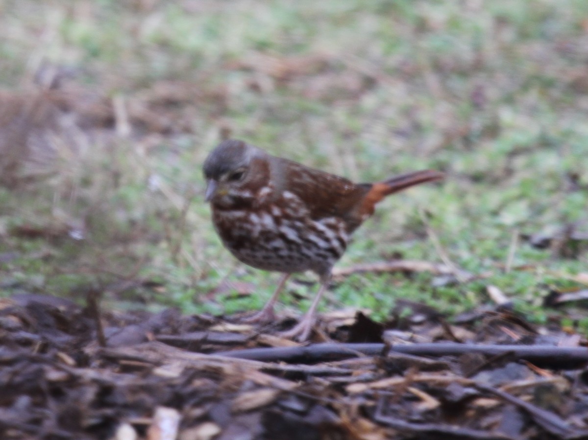 Fox Sparrow (Red) - ML534436331
