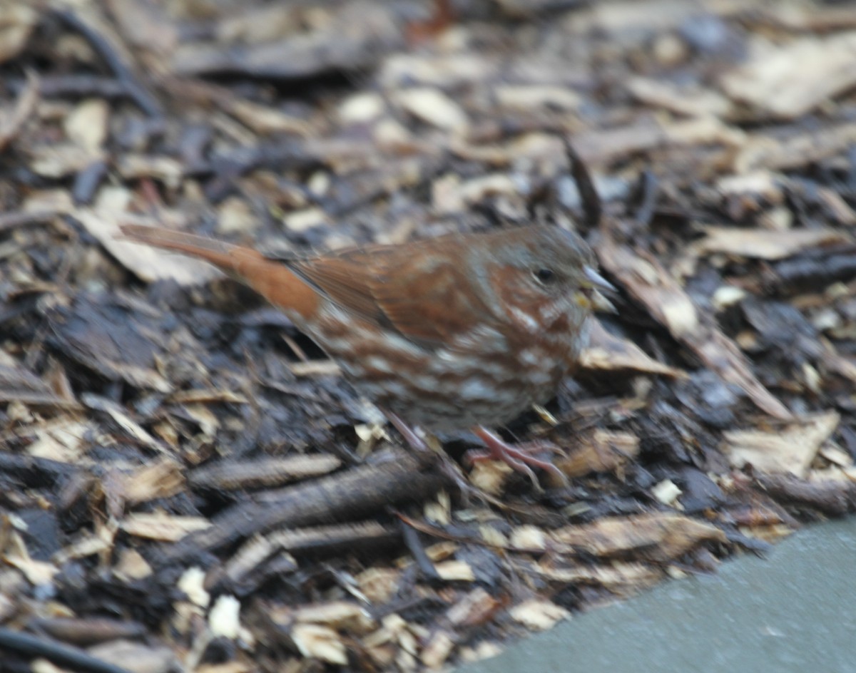 Fox Sparrow (Red) - ML534436621