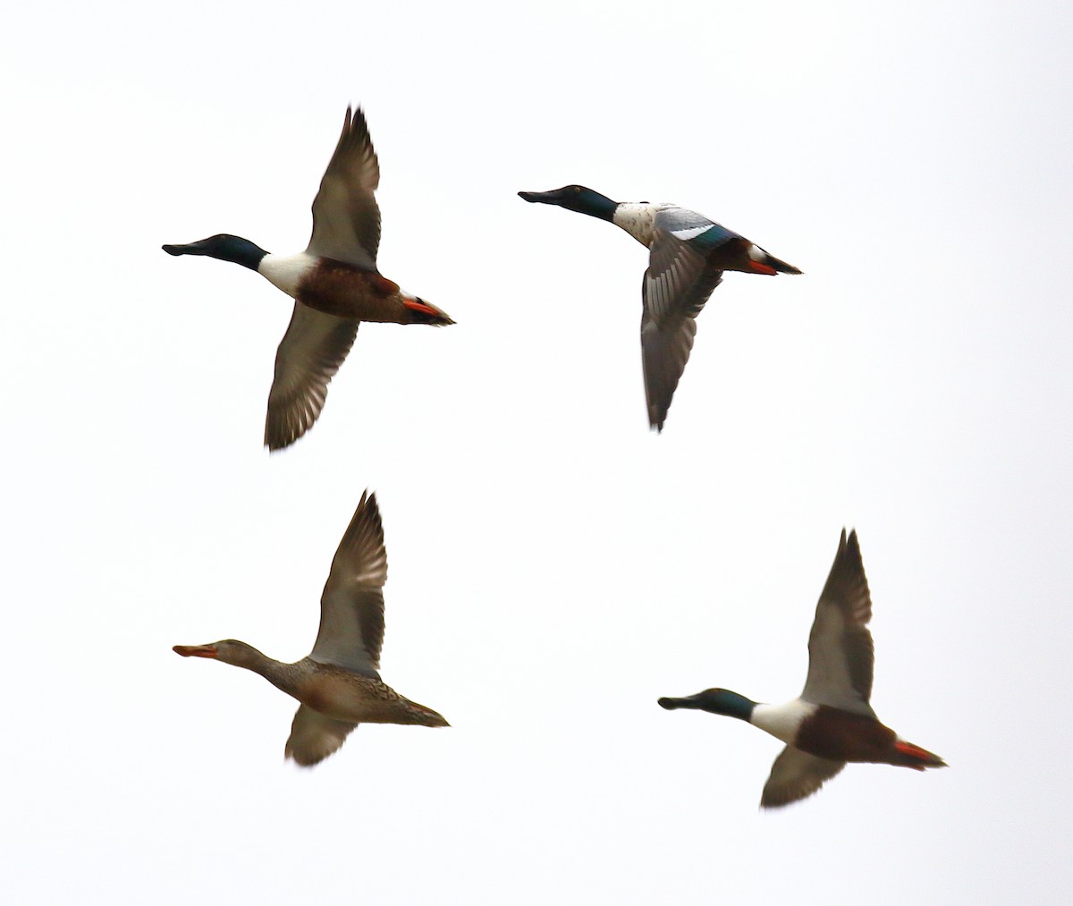 Northern Shoveler - ML534437781