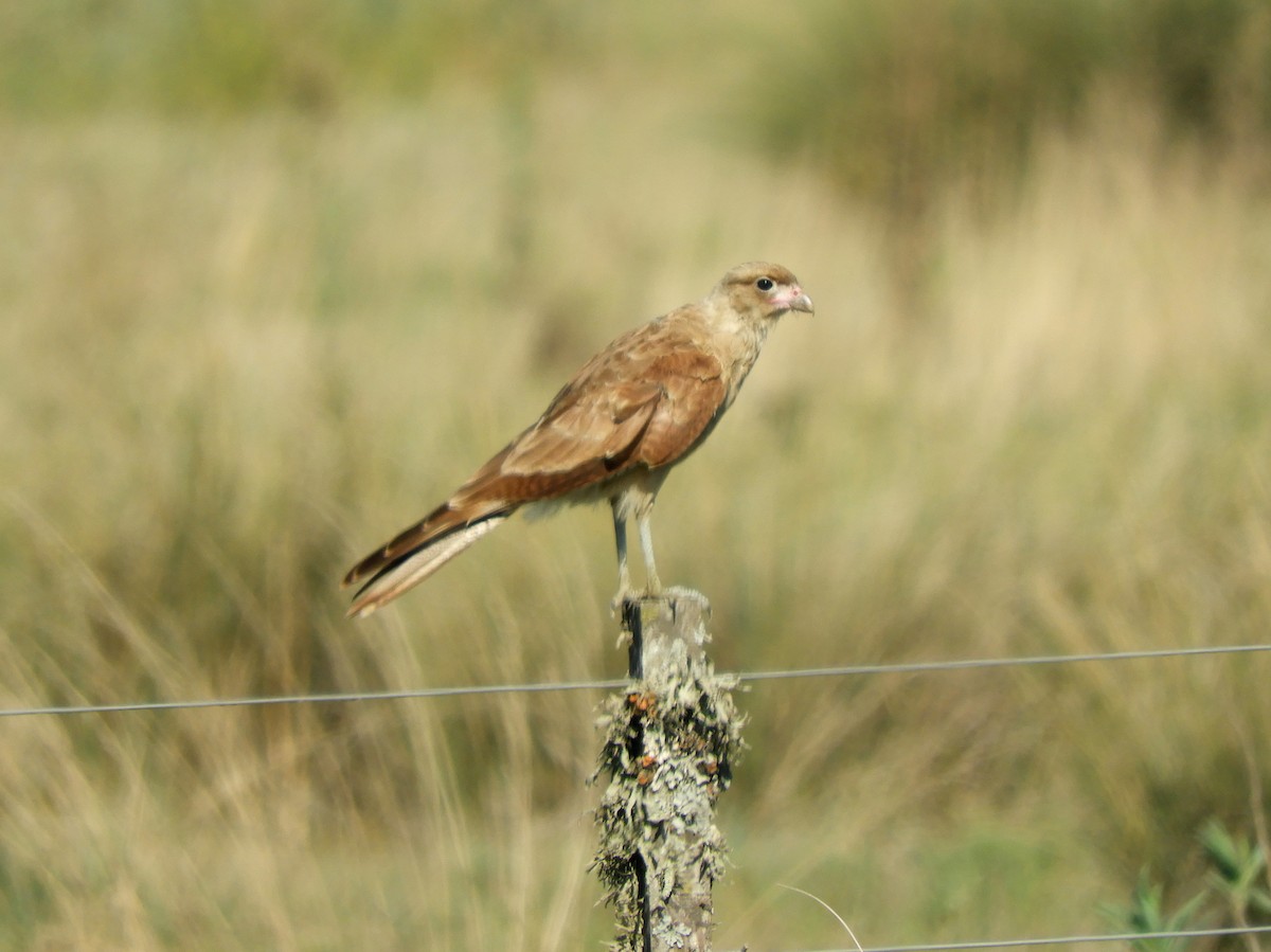 Chimango Caracara - ML534439501