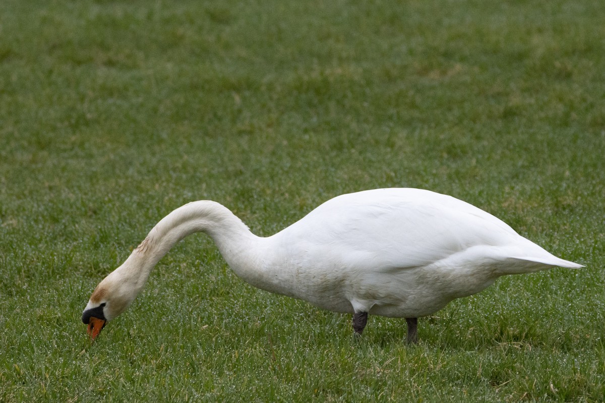 Mute Swan - ML534439571