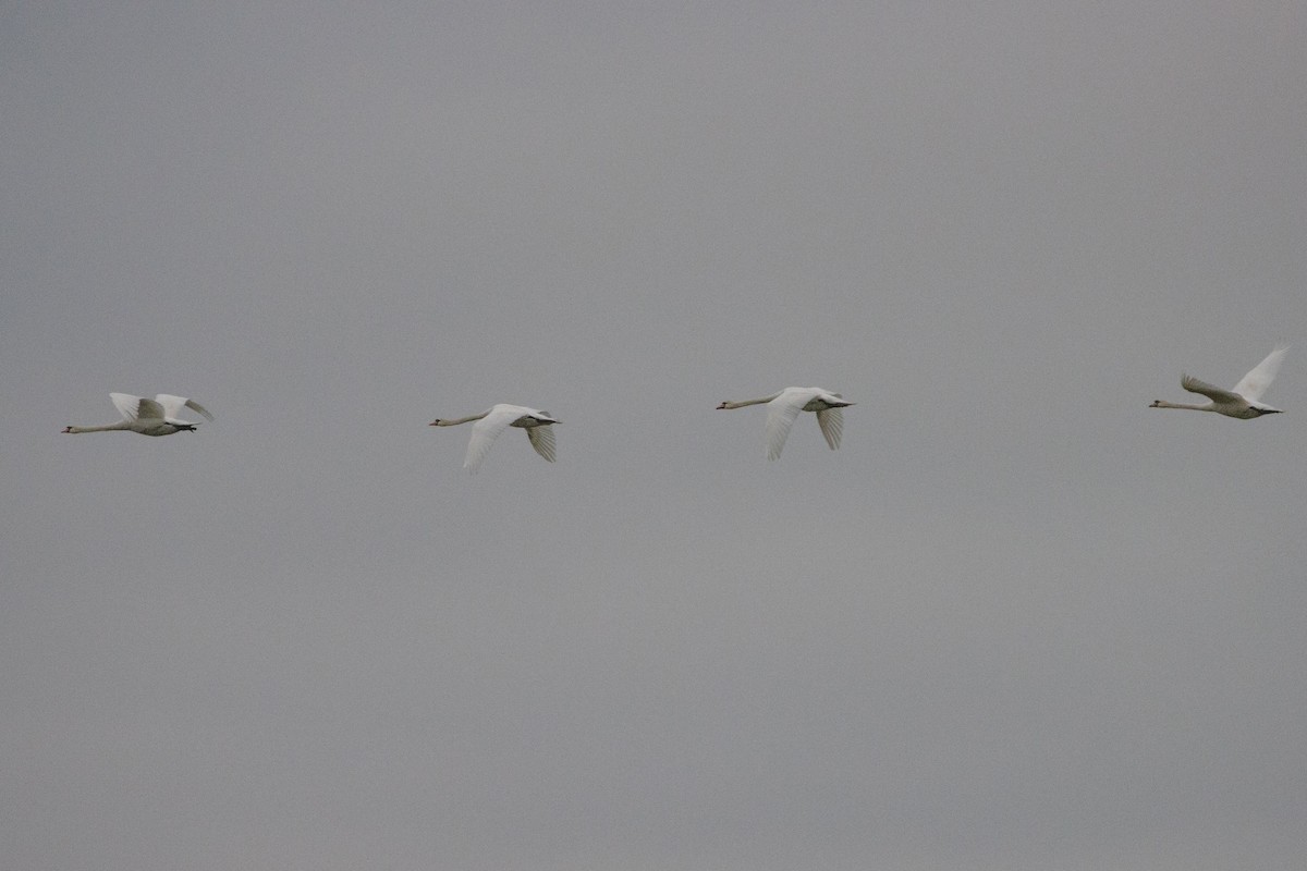 Mute Swan - ML534439581
