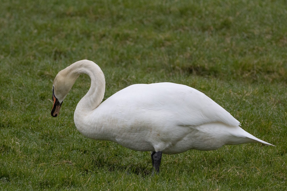 Mute Swan - ML534439591