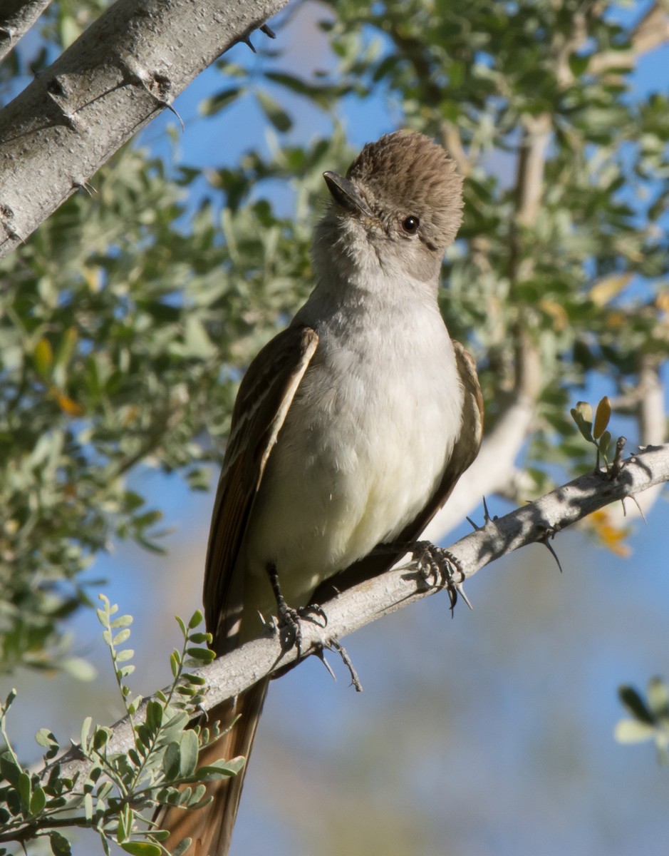 Ash-throated Flycatcher - Gordon Karre