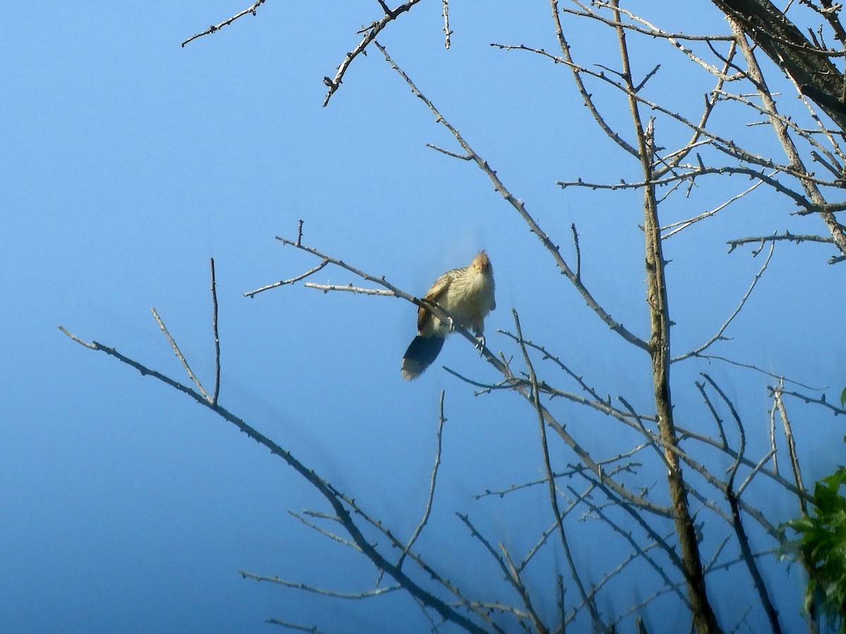 Guira Cuckoo - Gonzalo Diaz