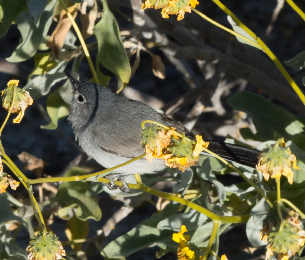 Black-tailed Gnatcatcher - ML53444001