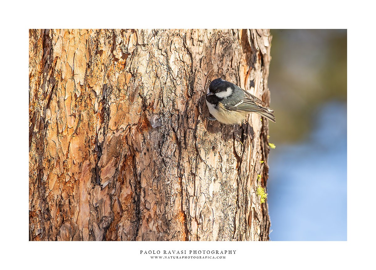 Coal Tit - ML534440131