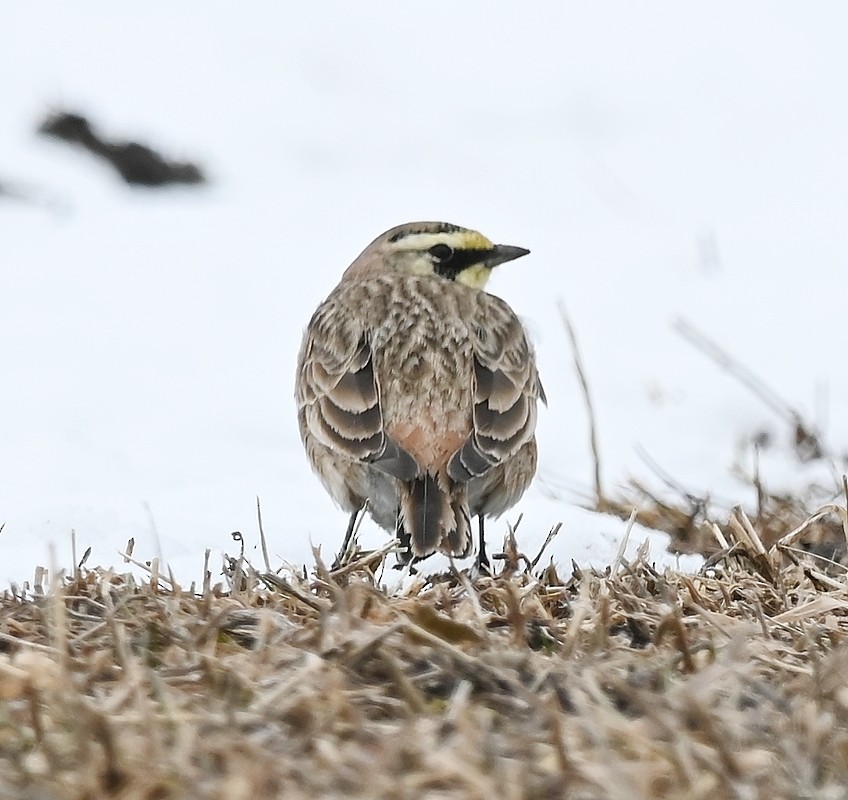 Horned Lark - Regis Fortin