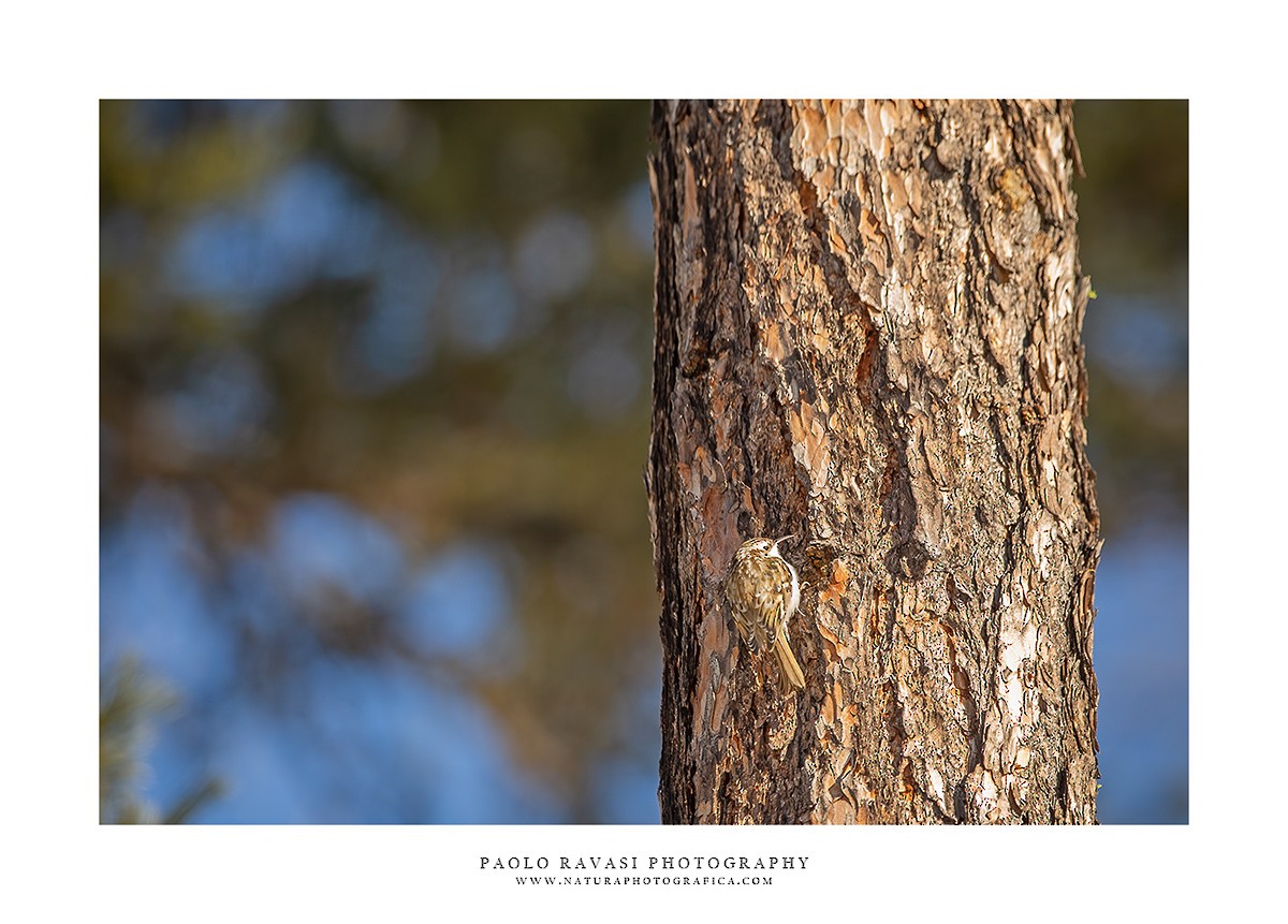 Eurasian Treecreeper - Paolo Ravasi