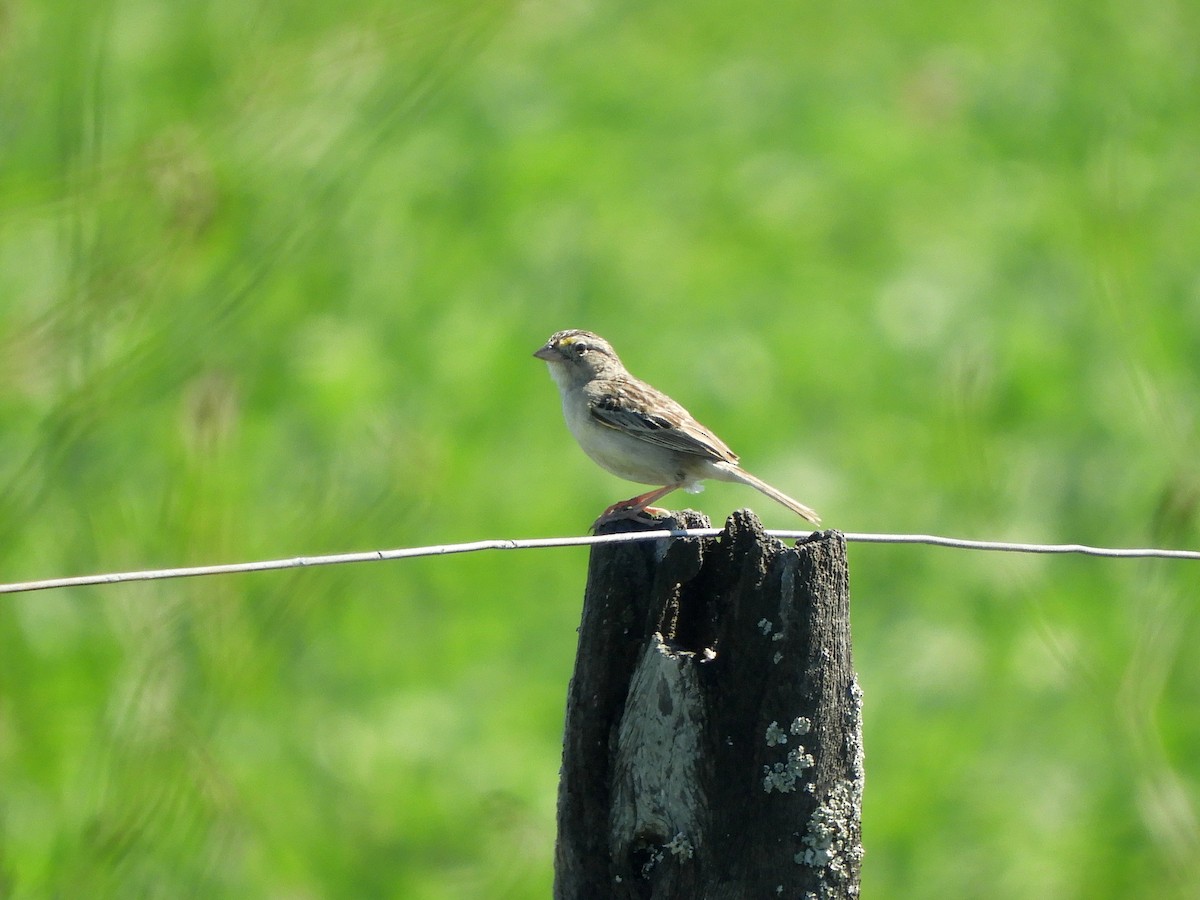 Grassland Sparrow - Gonzalo Diaz