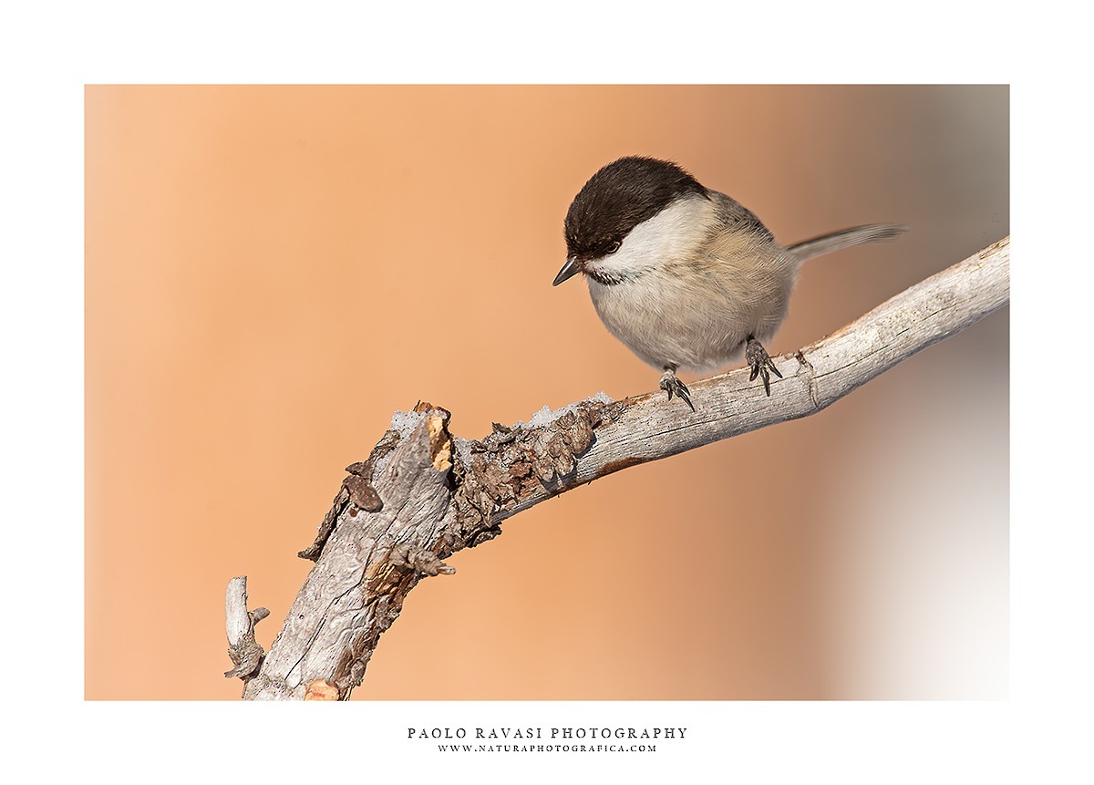 Willow Tit - Paolo Ravasi