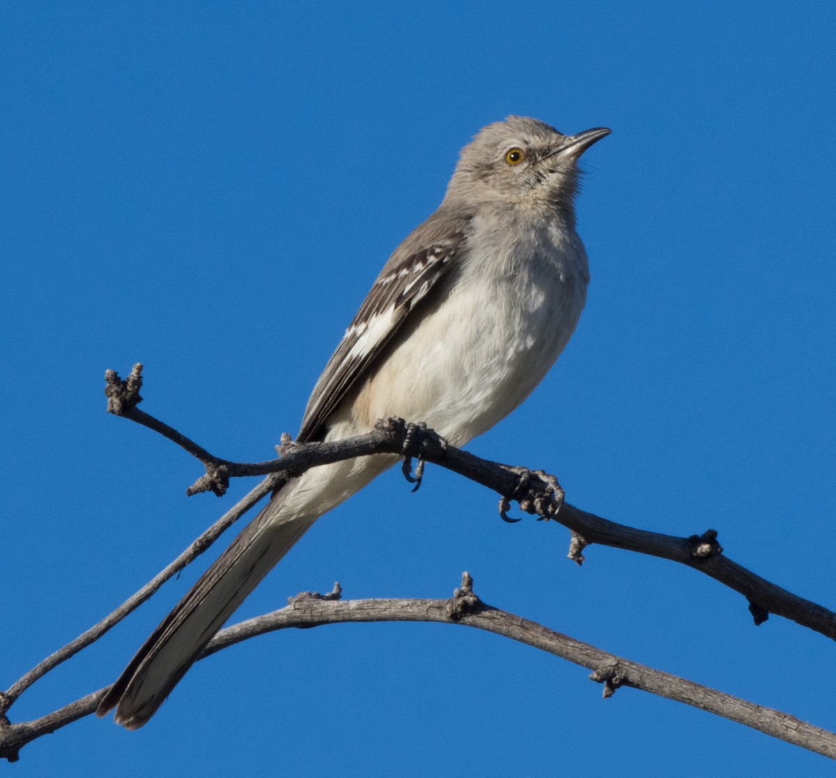 Northern Mockingbird - Gordon Karre