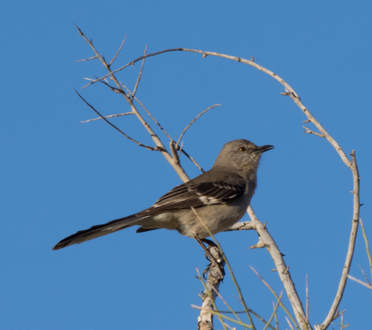 Northern Mockingbird - ML53444081