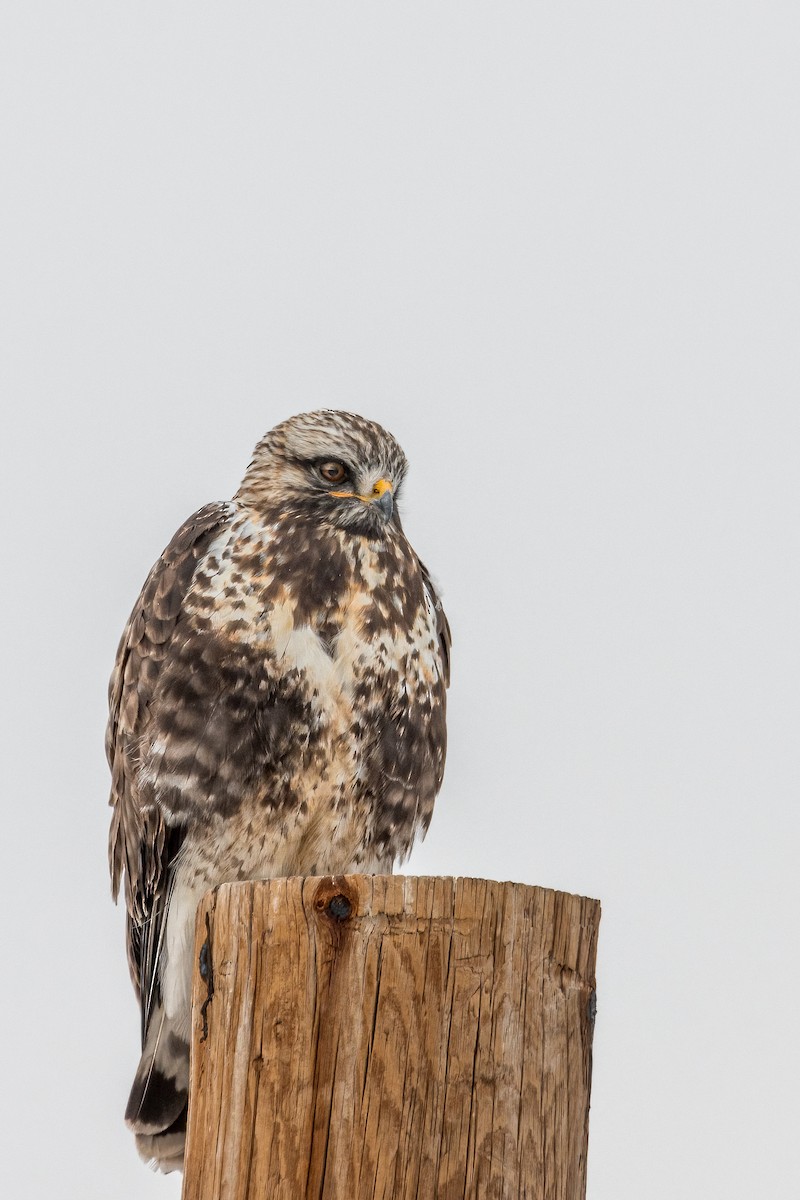 Rough-legged Hawk - ML534443641