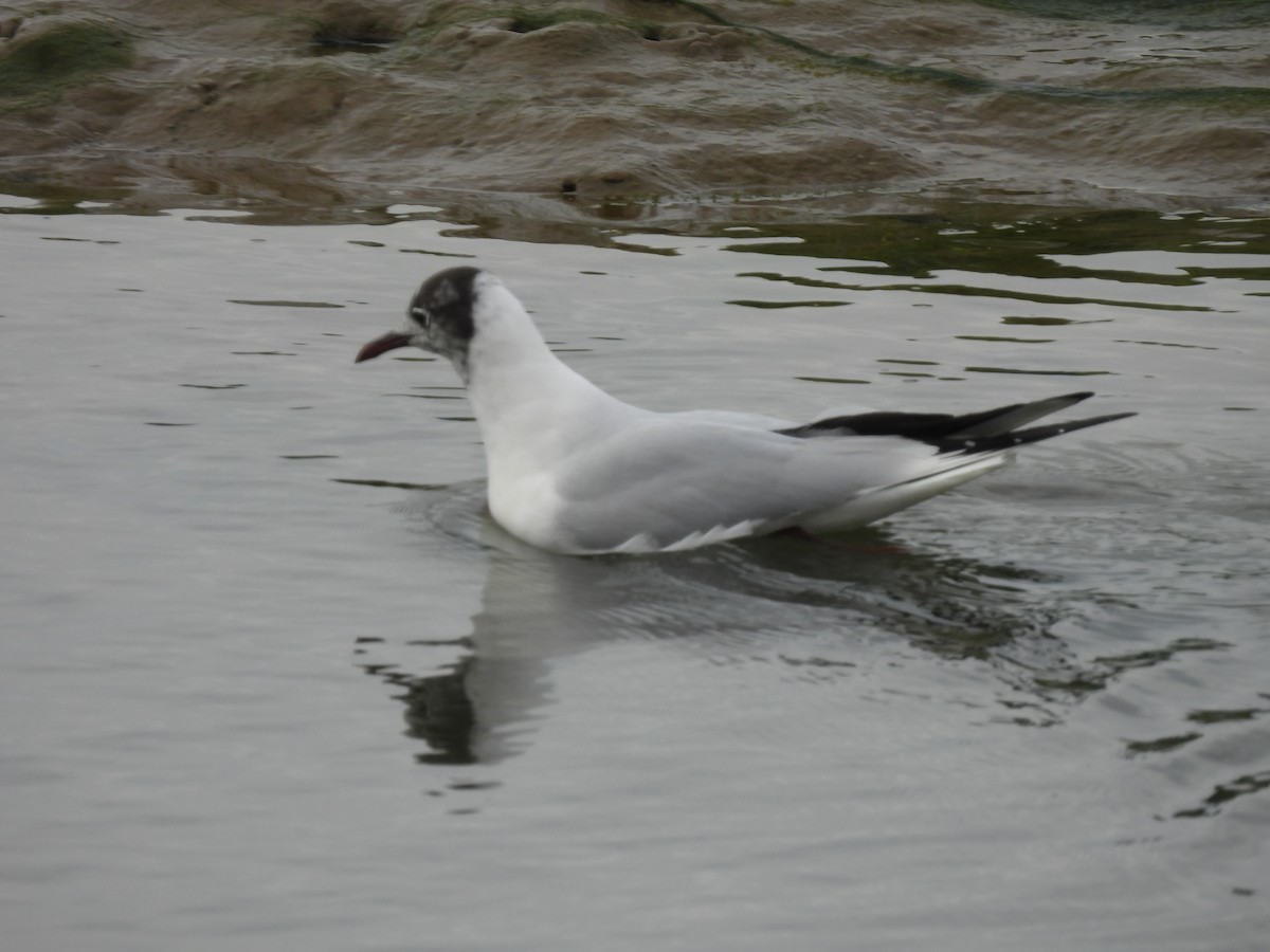 Black-headed Gull - ML534445021