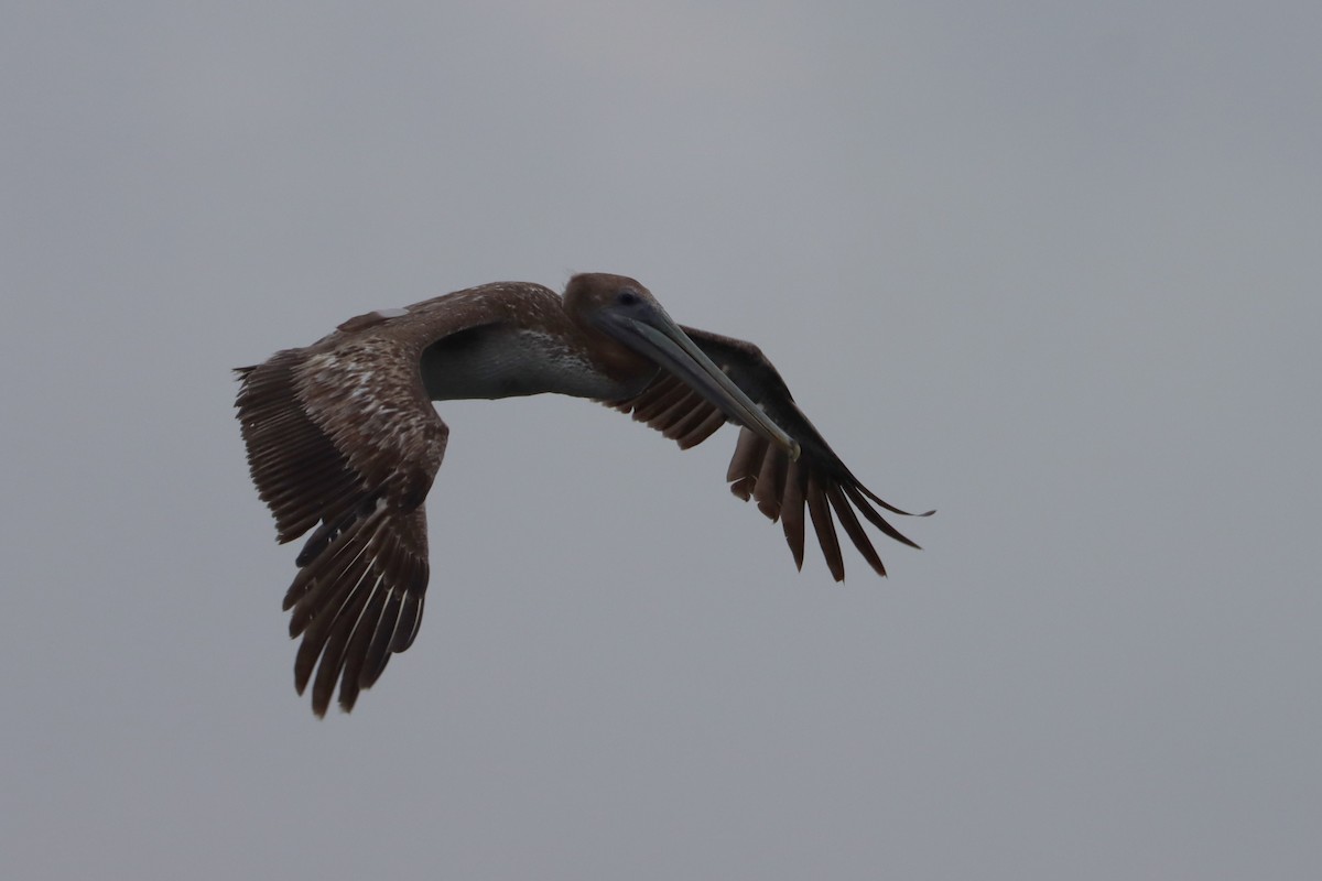 Brown Pelican - ML534445341