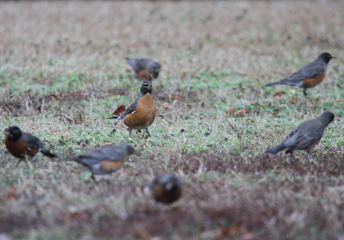 American Robin - ML534446111