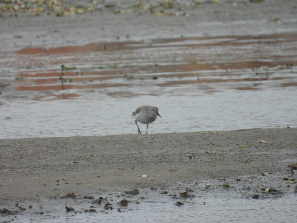 Red Knot - ML534447071