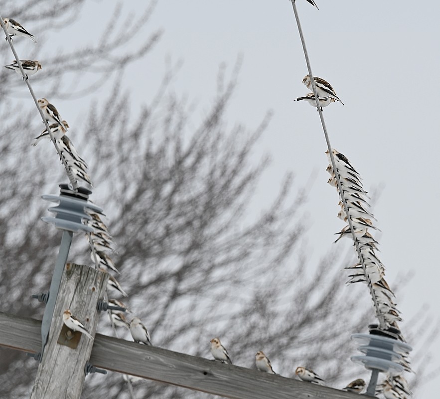 Snow Bunting - ML534447141