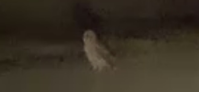 American Barn Owl - ML534448541