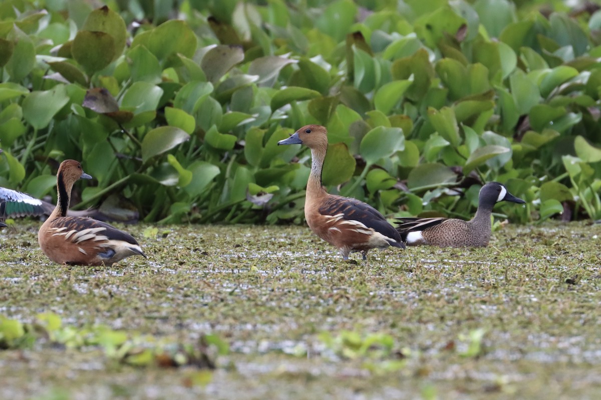 Fulvous Whistling-Duck - ML534448701