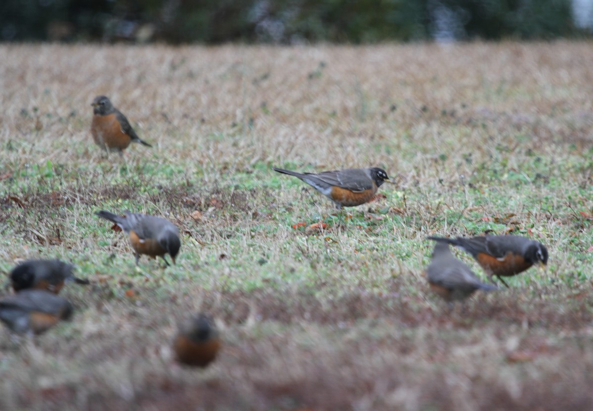 American Robin - ML534448781