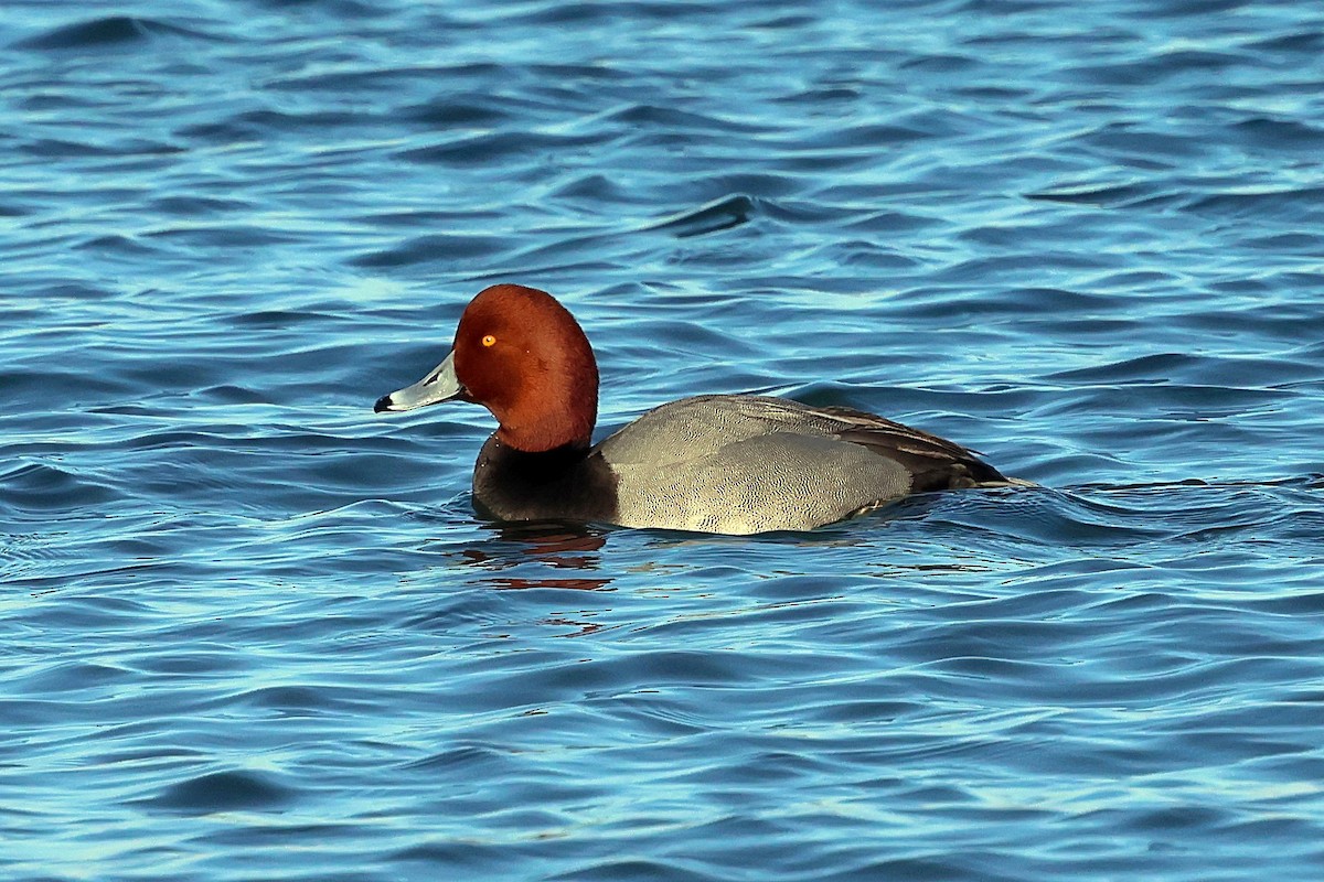 Redhead - ML534448811