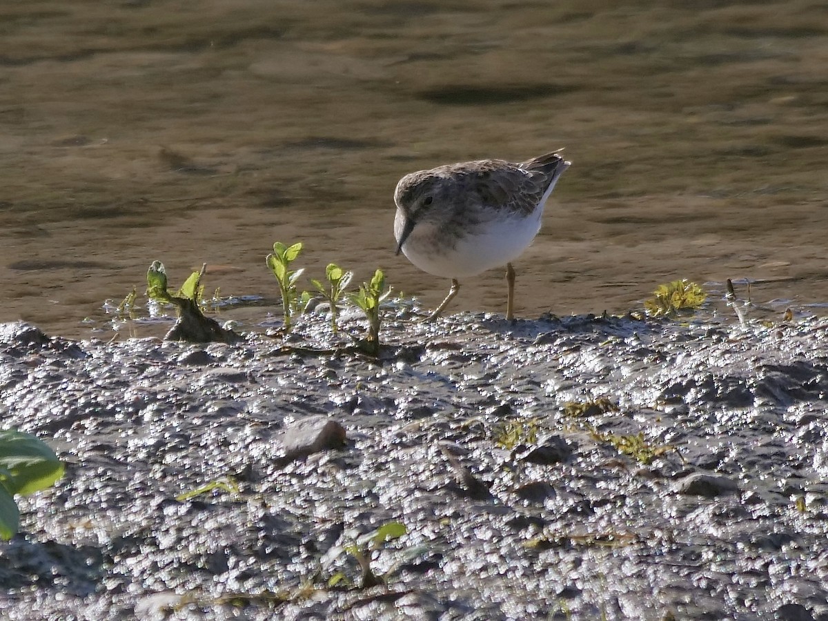 Least Sandpiper - ML534448851