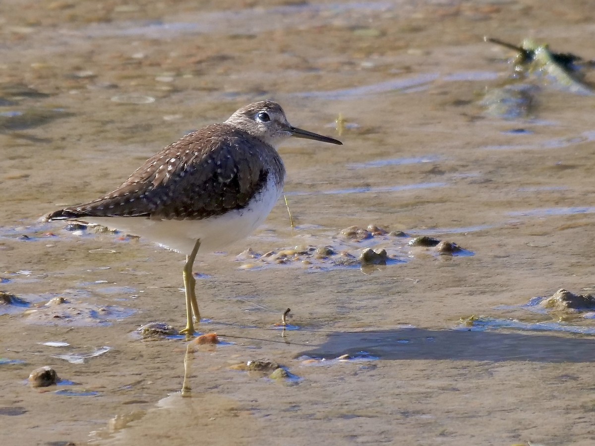 Solitary Sandpiper - ML534448931