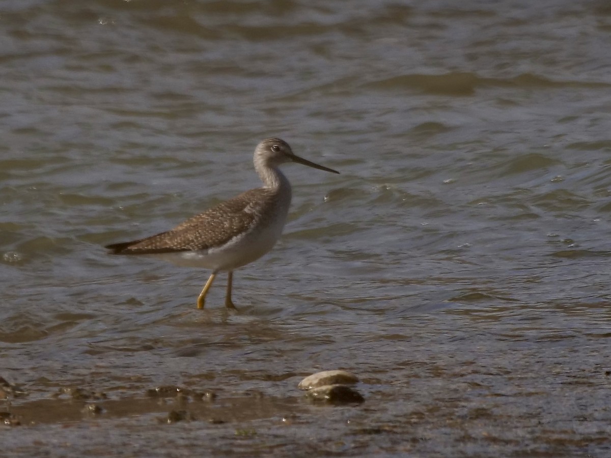 Greater Yellowlegs - ML534449031