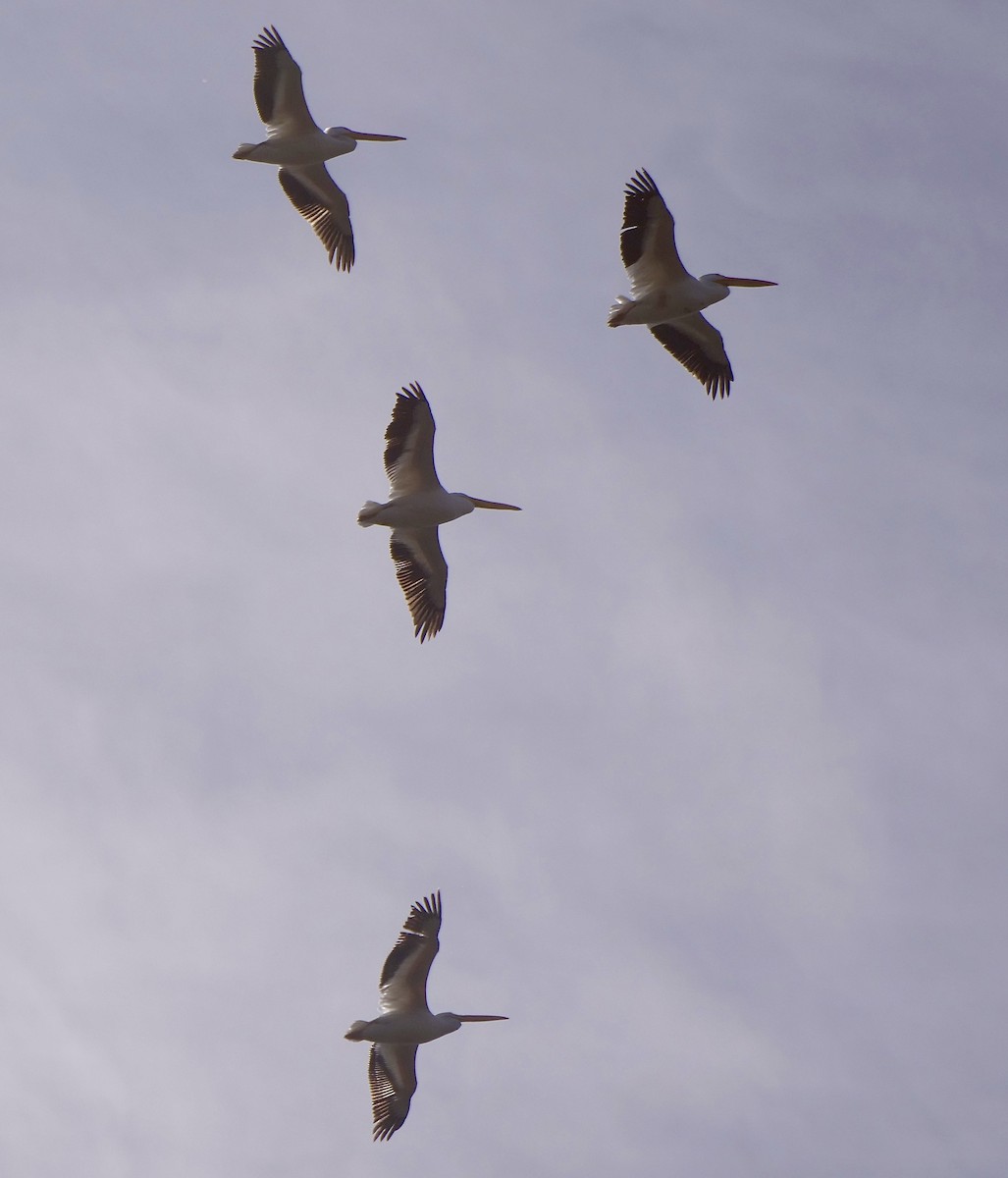 American White Pelican - ML534449221