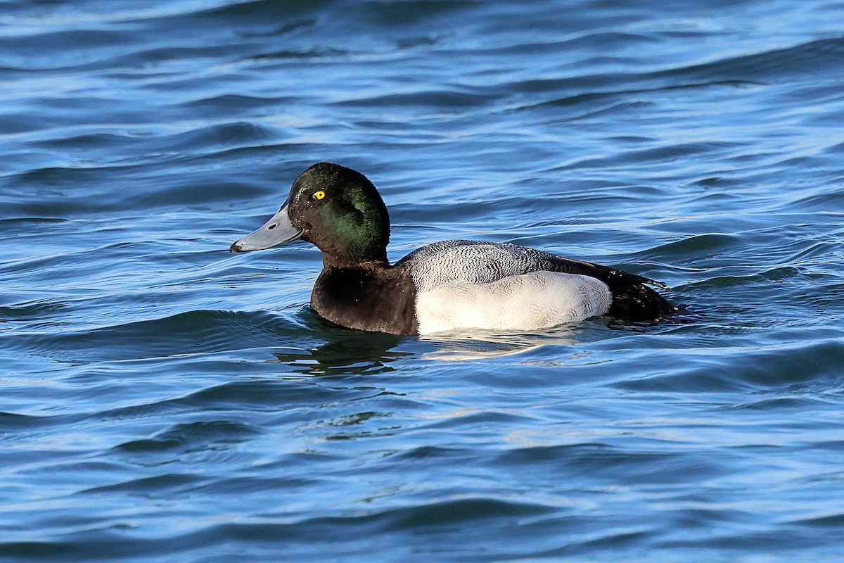 Greater Scaup - ML534449891