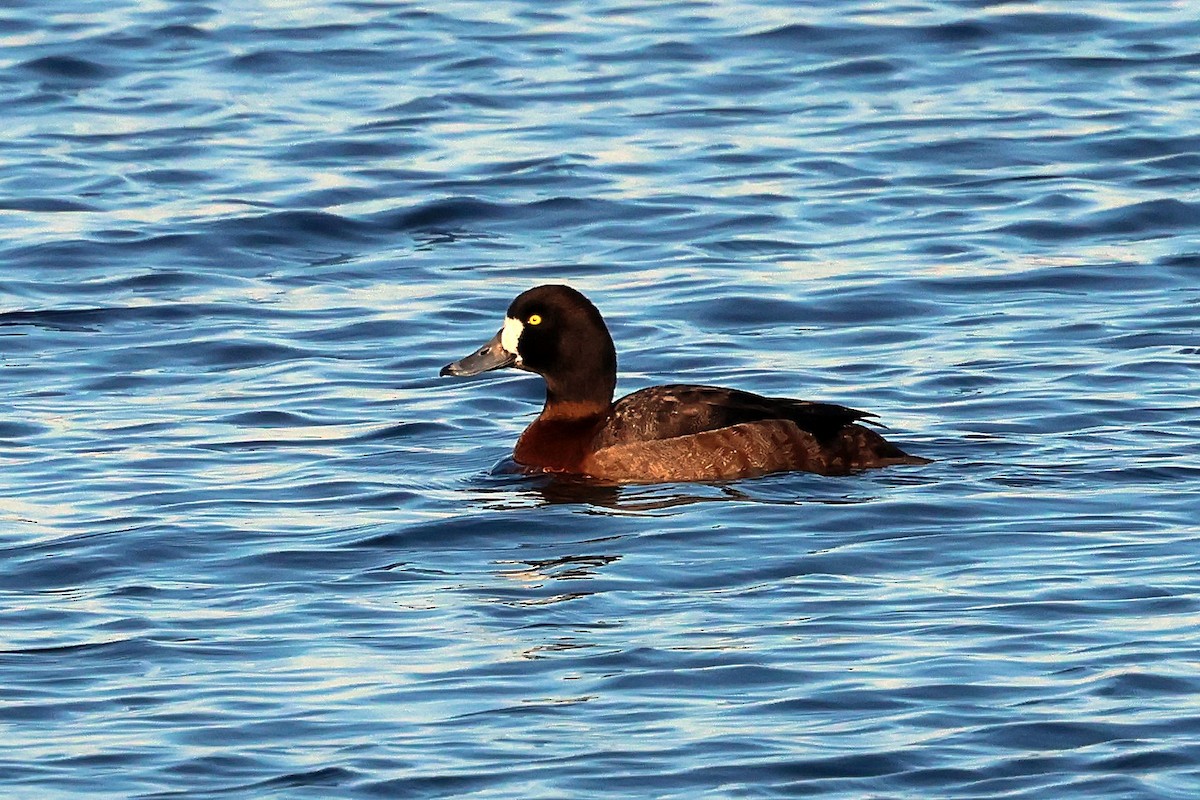 Greater Scaup - ML534449901