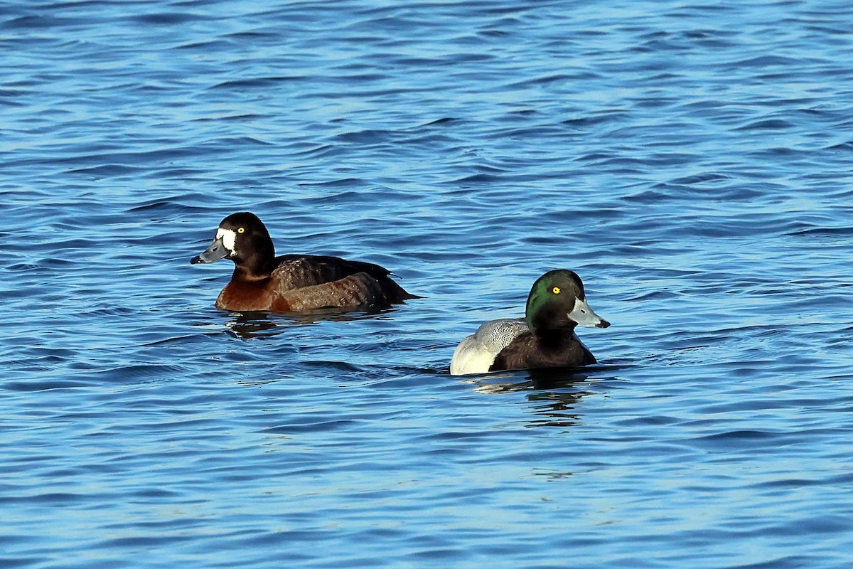 Greater Scaup - ML534449981