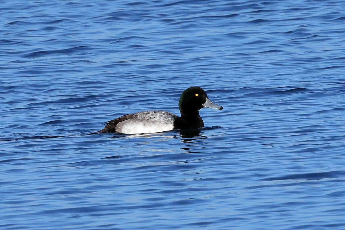 Greater Scaup - ML534449991