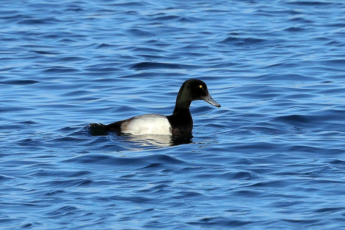 Greater Scaup - ML534450001