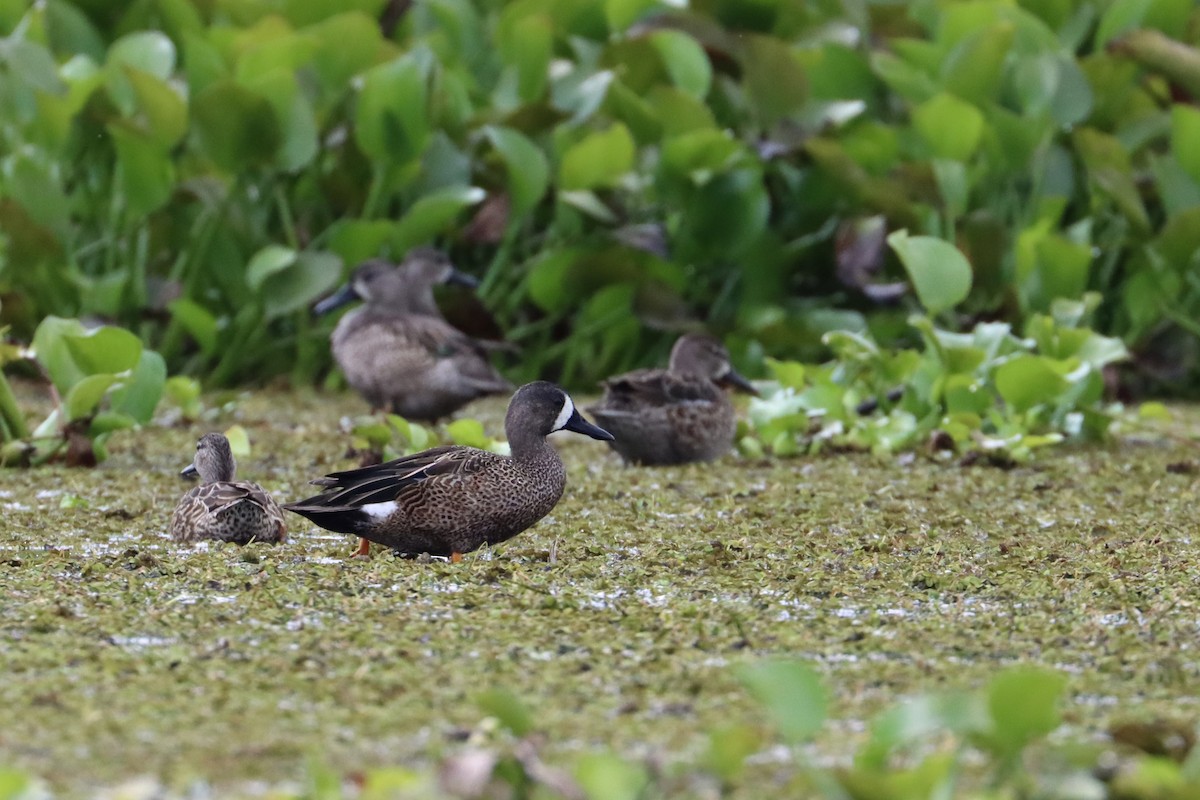 Blue-winged Teal - ML534450091