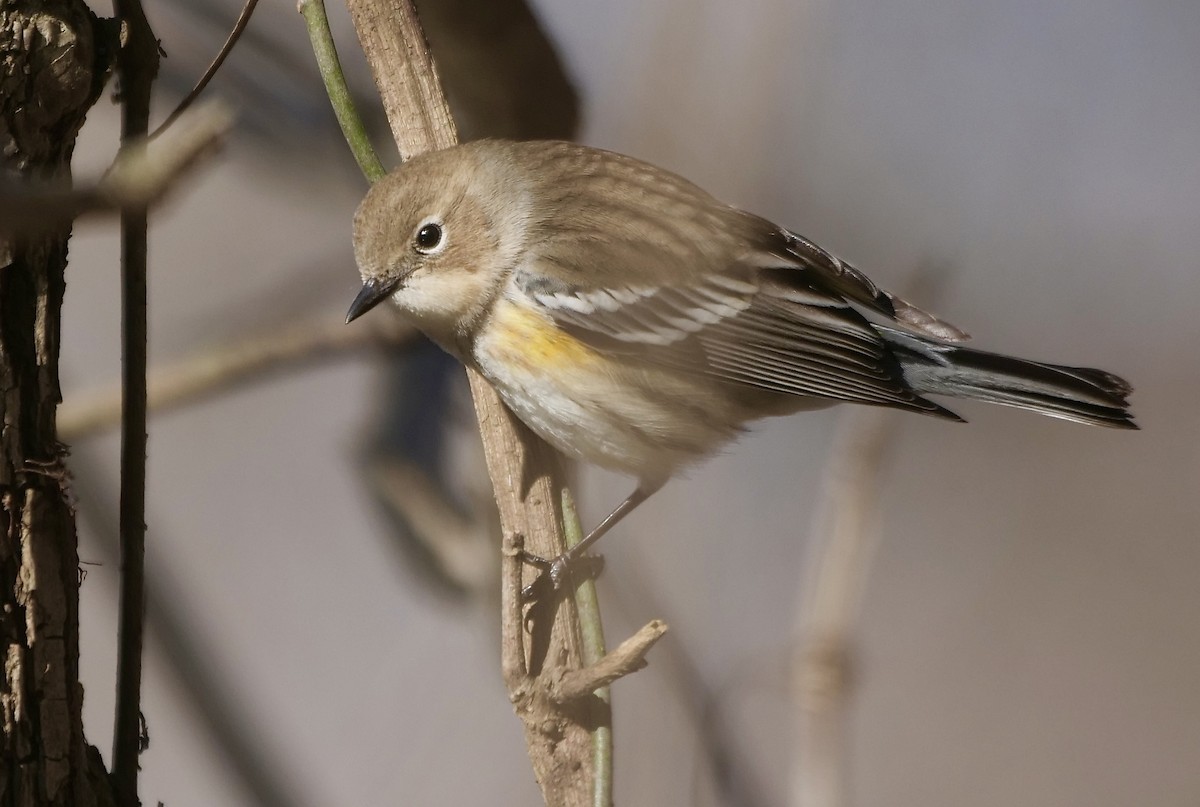 Yellow-rumped Warbler (Myrtle) - Jeff Osborne