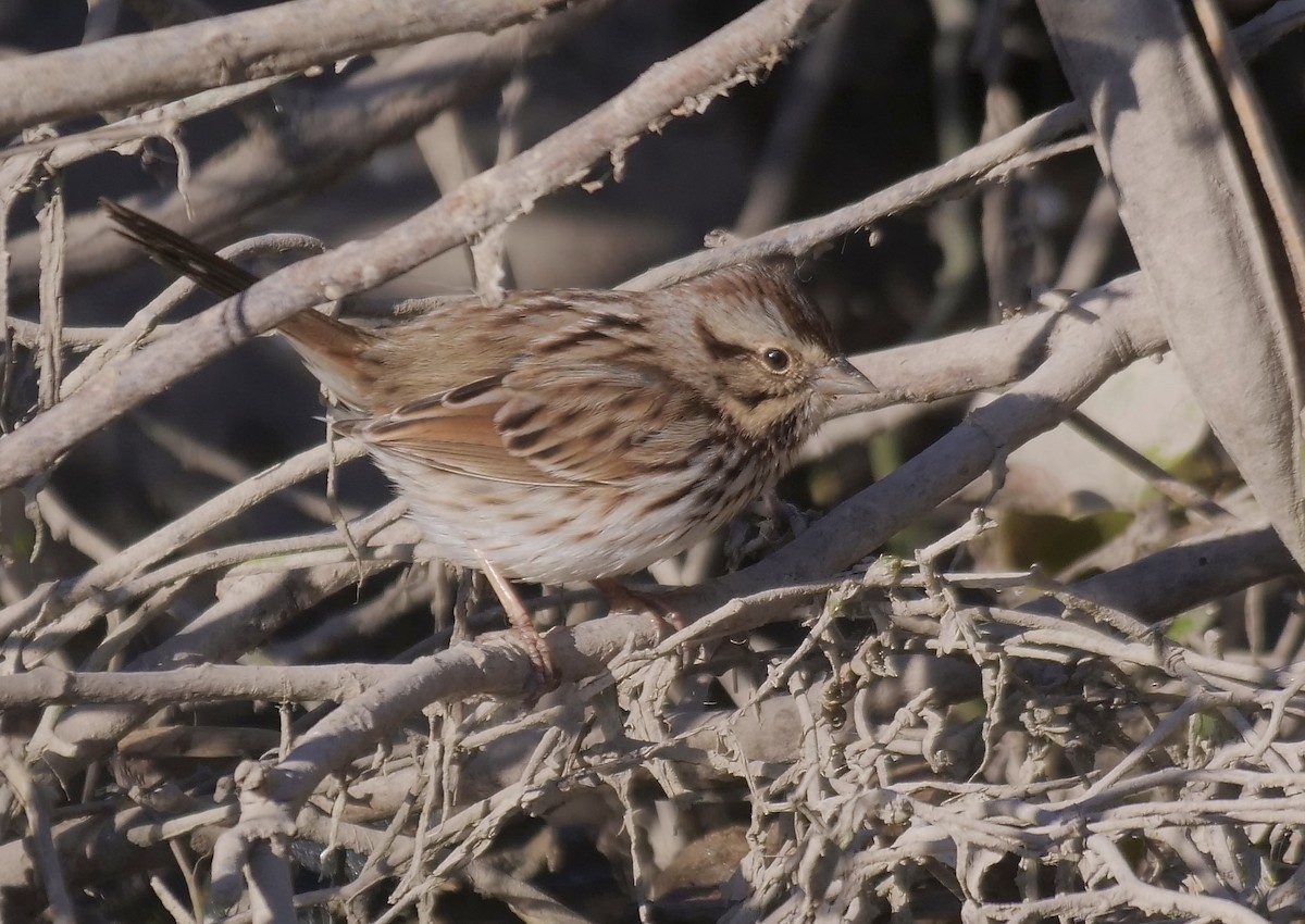 Song Sparrow - ML534450341