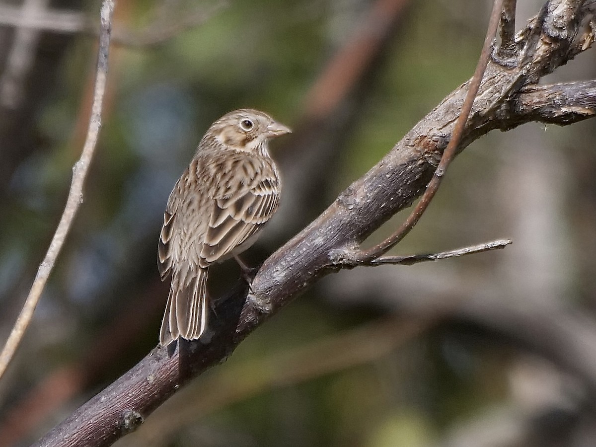 Vesper Sparrow - ML534450501