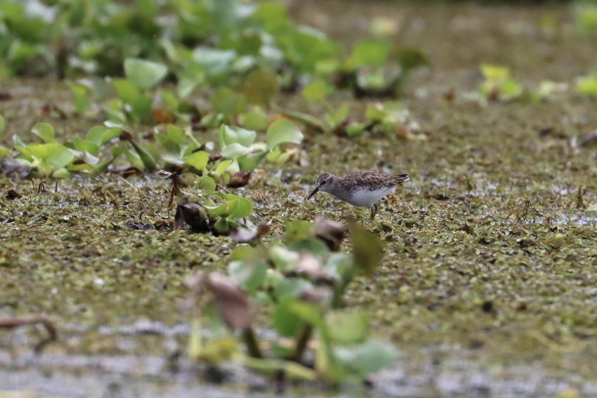 Least Sandpiper - ML534450971