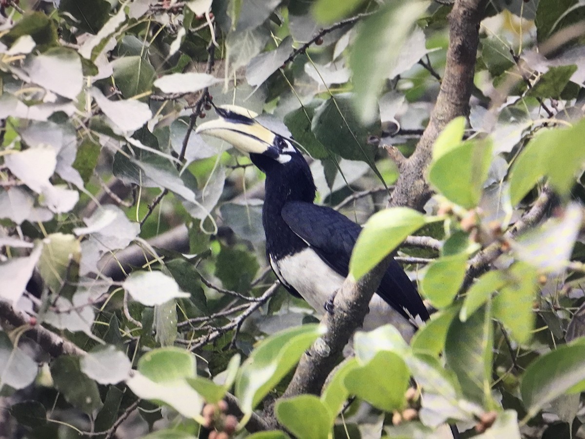 Oriental Pied-Hornbill - Snehes Bhoumik