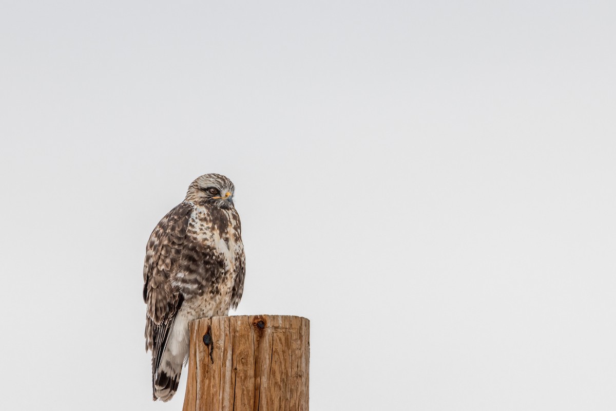 Rough-legged Hawk - ML534451121