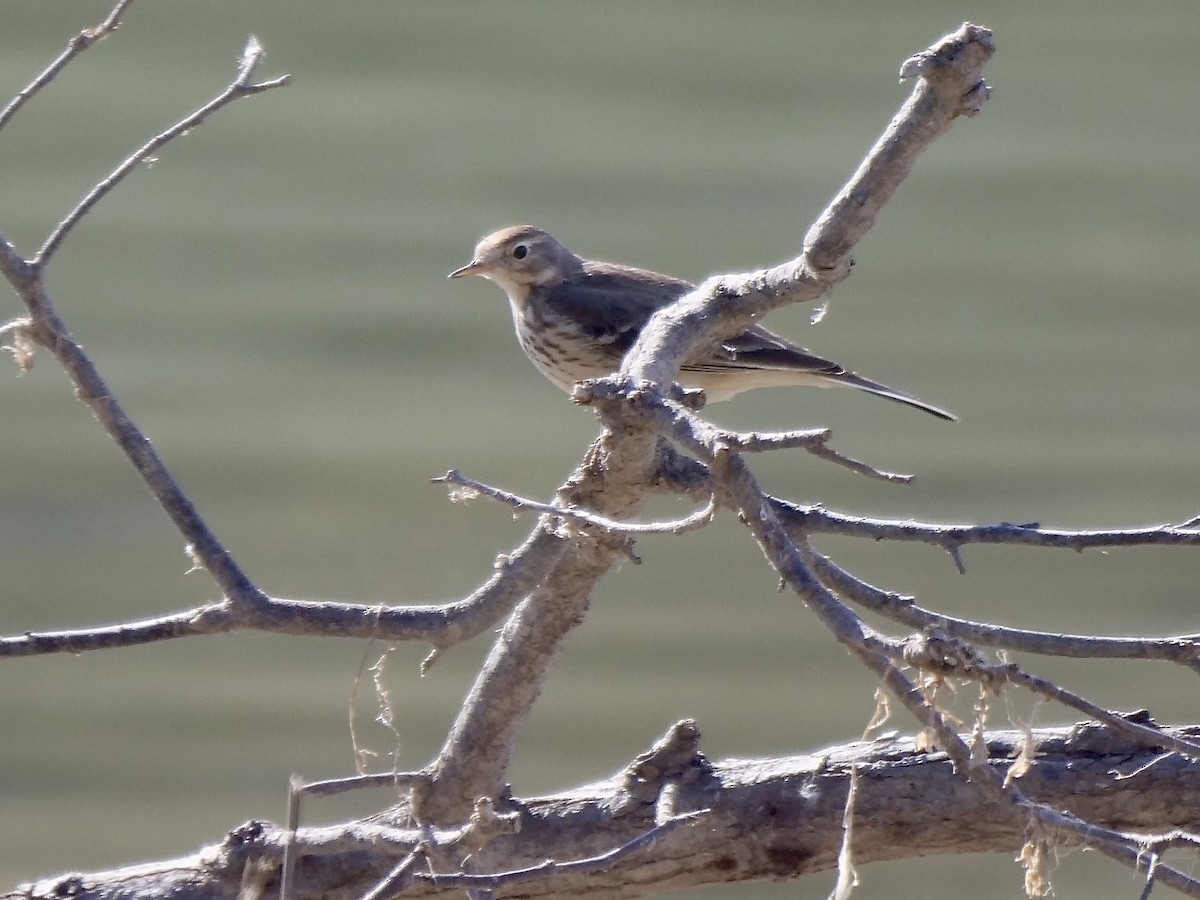 American Pipit - ML534451561