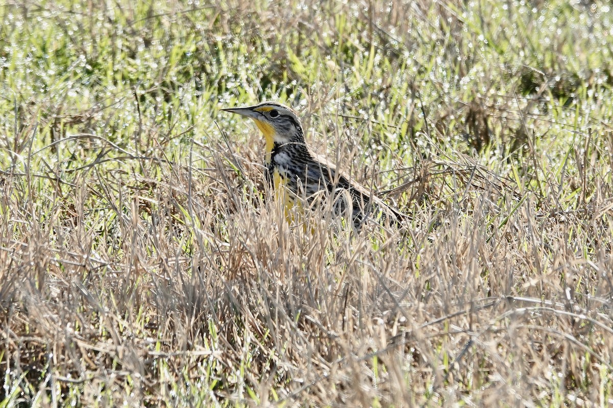 Western Meadowlark - ML534451591