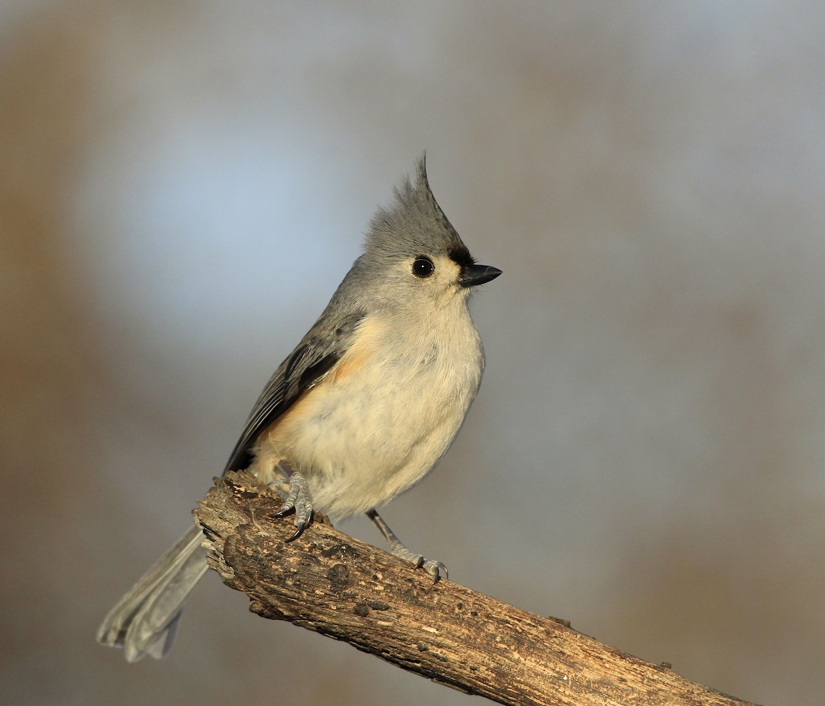 Tufted Titmouse - ML534451681