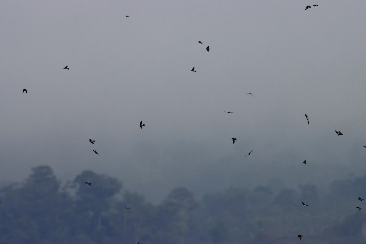 Tree Swallow - ML534451941