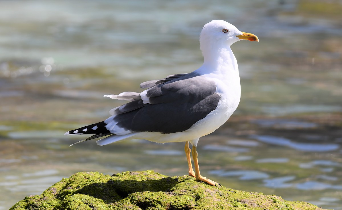 Gaviota Sombría - ML534452261